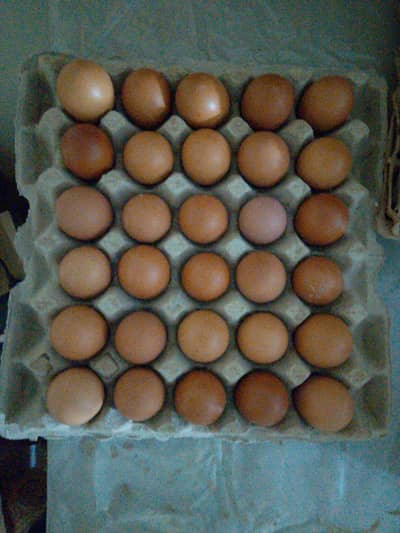 Desi organic eggs