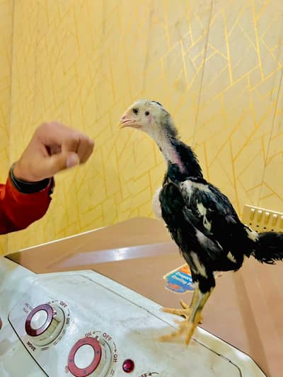 pure black o shamo chicks avaliable healthy and active