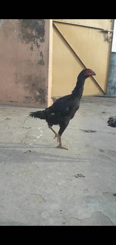 japanese shamo female available best quality