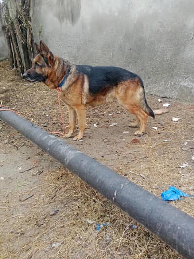 German shepherd Male