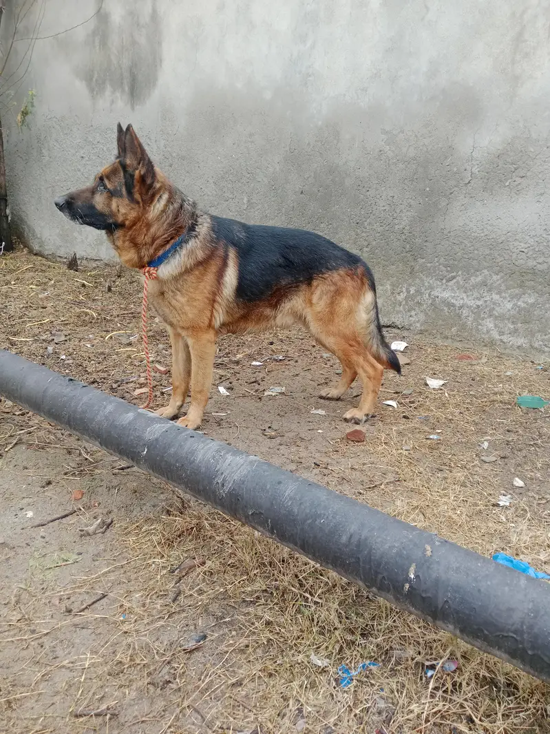 German shepherd Male — photo 2