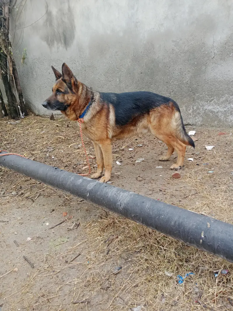 German shepherd Male — photo 3