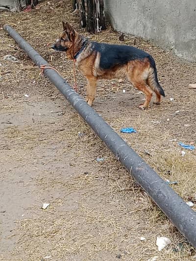 German shepherd Male