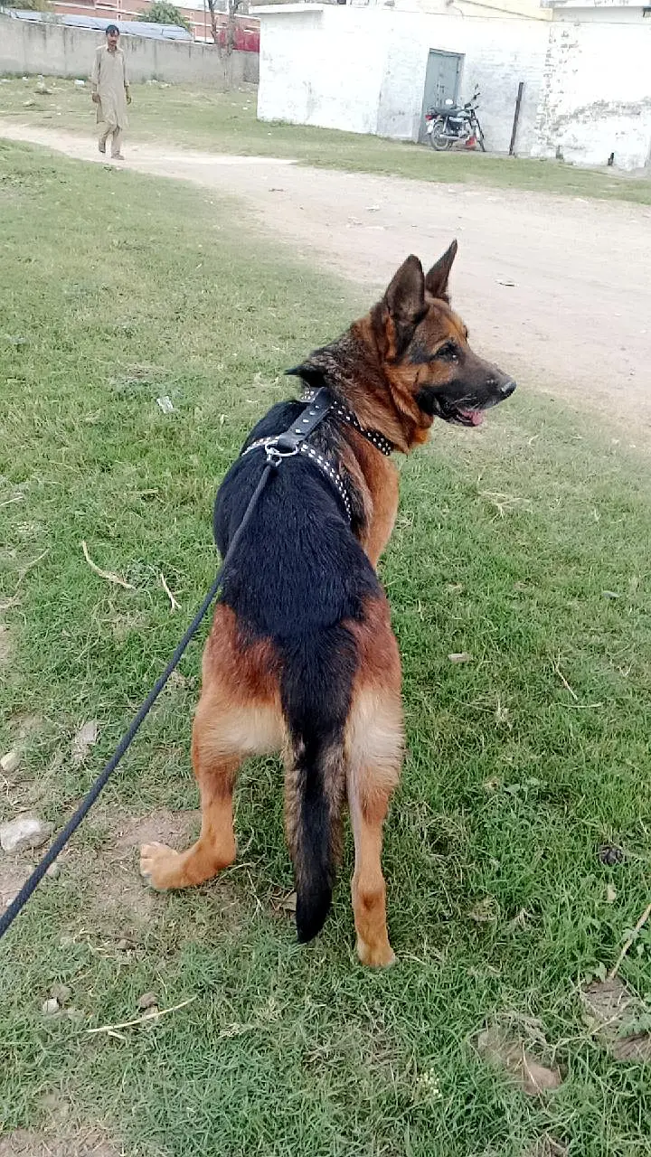 German shepherd Male — photo 5