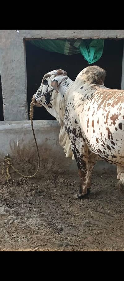 qurbani wachra available for sale.