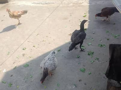 beautiful aseel madiyan eggs ki dy rhi hai n