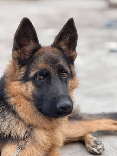 German sheffered 9 months