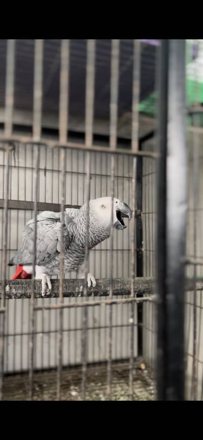 African Grey mal for sal urgent