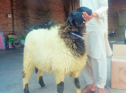 chatra/sheep/dumba