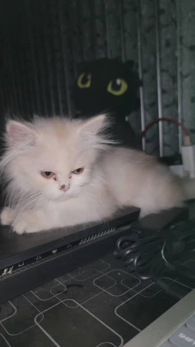 3 to 4 monts old persion cat