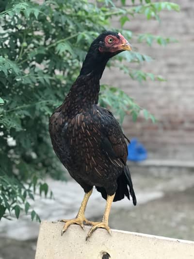 Amroha Cross Aseel Hen