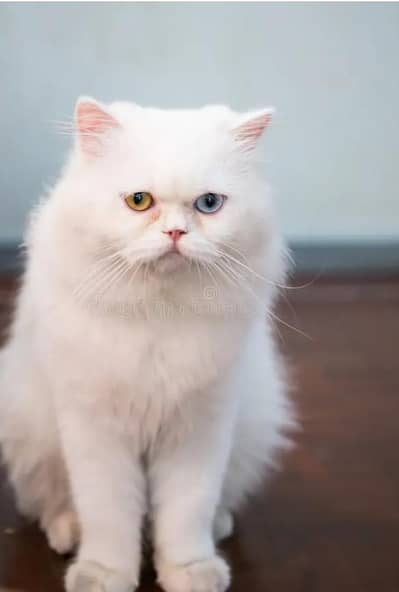 Persian cat pair available for sale.