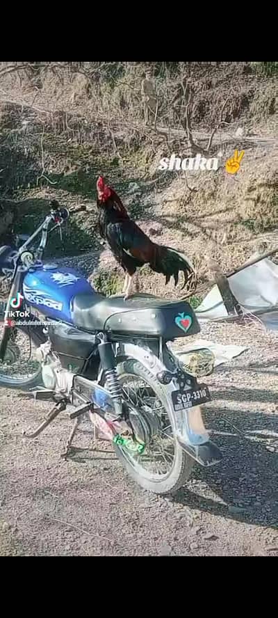 koi kam nhi bilkull fit h