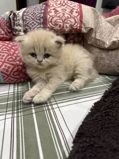 Triple coated Persian kitten for sale