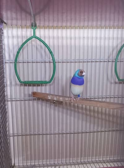 Top Quality Home breed Gouldian Finches for Sale