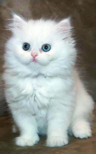Pure Persian Triple Coat Kitten for Sale