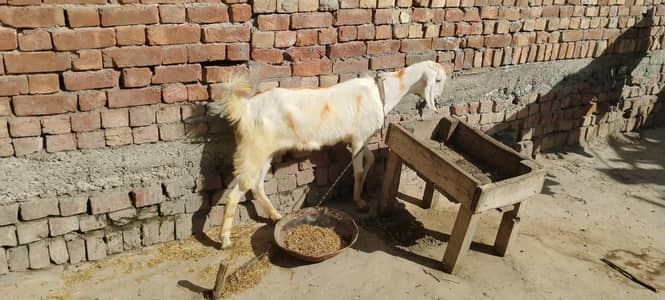 Rajanpuri Path for sale