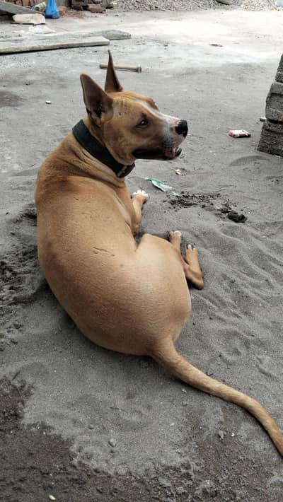 Gultair dog for sale