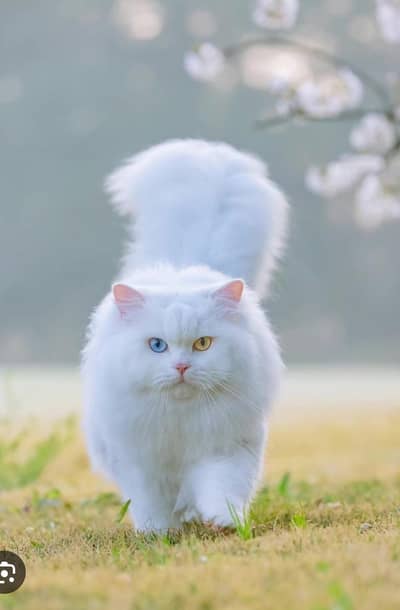 Persian cat