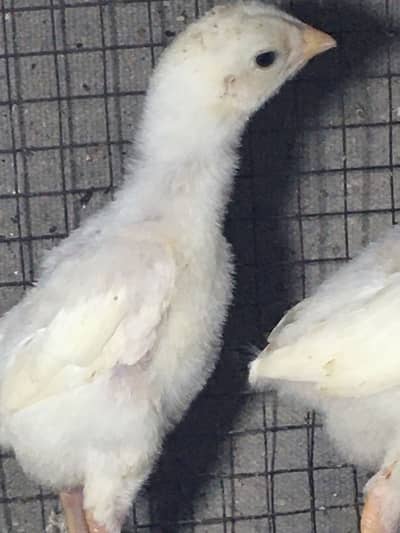 White shamo/Shamu chicks & eggs