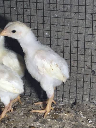 White shamo/Shamu chicks & eggs