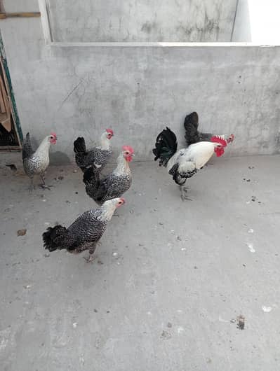 egyptian feyomi Chick's