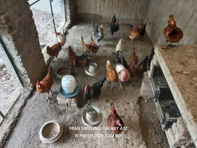 Golden misri , fresh and healthy eggs laying hens