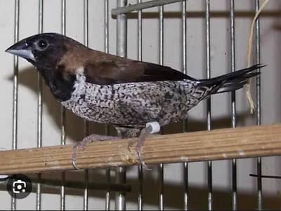 euro banglise 2 Pairs