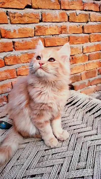 Boht hi Pyara aur Active 6 Months ka Kitten Sale ke liye
