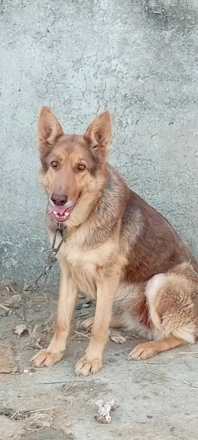 German female  for sale