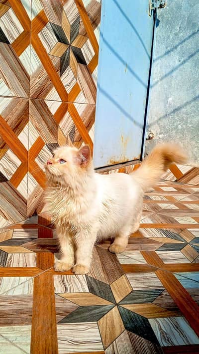 2 Persian/Himalayan Kittens for Sale – Pair Available.