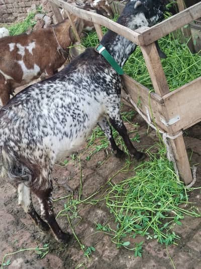 3 gbn female goats for sel
