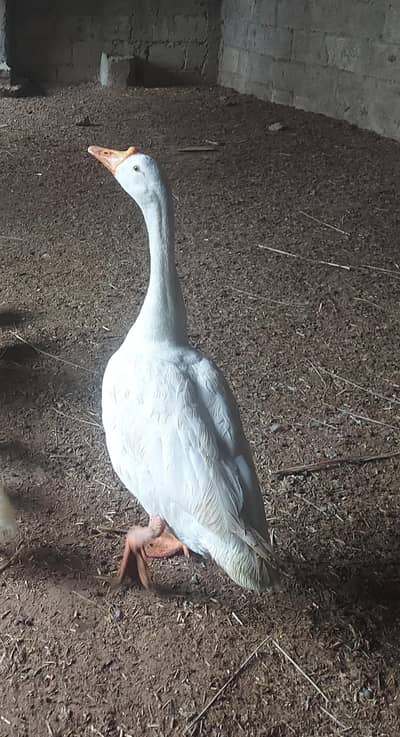 1 long neck ducks gooze