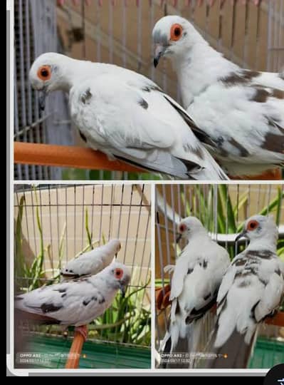 Diamond Pied Dove Pair with Cage For Sale