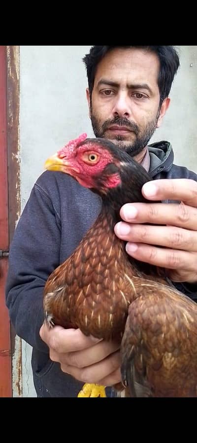 Aseel Mianwali Madi Rare breed