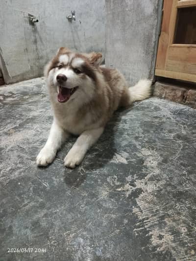 Husky Puppies wooly coat pedigree Male