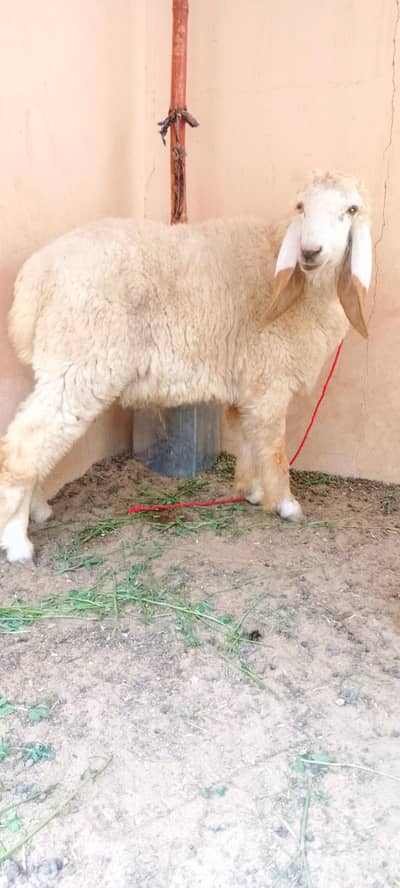 9 month dumba and 2 dant bakra