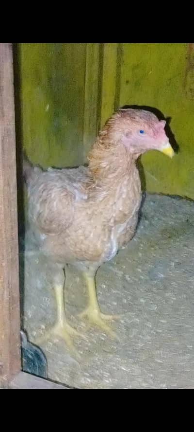 ye sb sale krny hy jis ko b chahye hy wo hi bs rbta kren