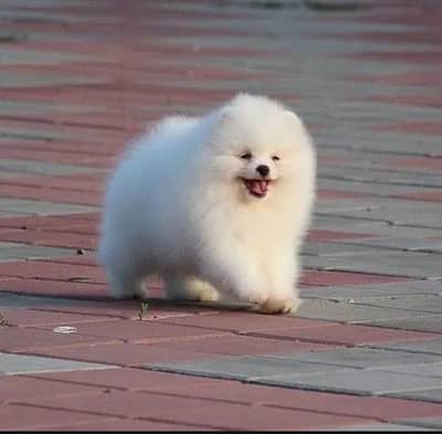 Pomeranian puppies for sale 2 month age Whatsapp no 03490036896