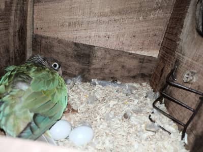 Blue Cinnamon Fertile eggs