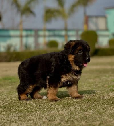 Premium Quality Gsd Babies