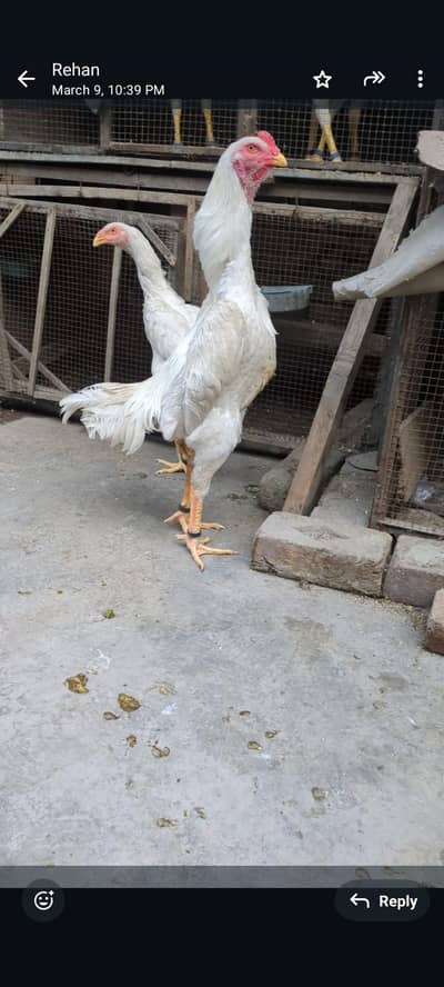 white king oh shamo egg ,& chicks available