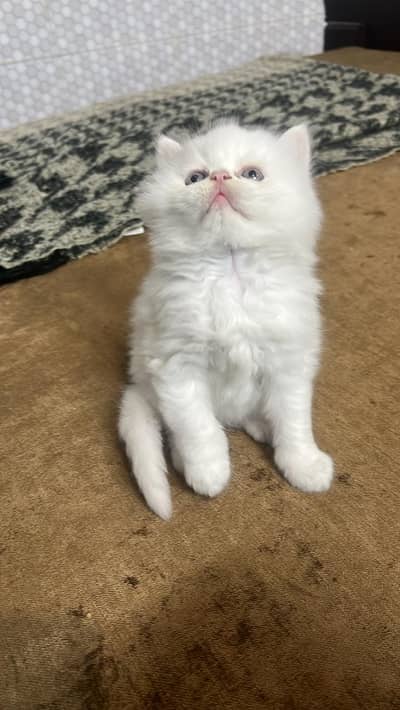 Triple coat High quality Persian kitten pair white persian kitten