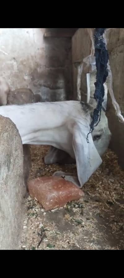 punjab Path black achy doodh py