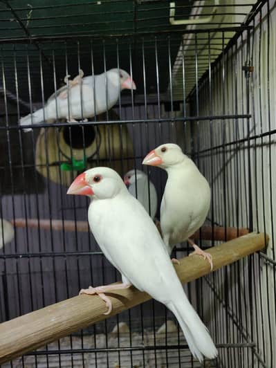 Fawn Java White Java Silver Java Breeder Pair