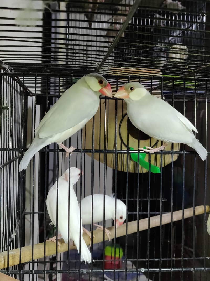 Fawn Java White Java Silver Java Breeder Pair 1