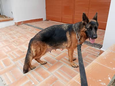 GERMAN SHEPHERD TOP  BLOODLINE FEMALE