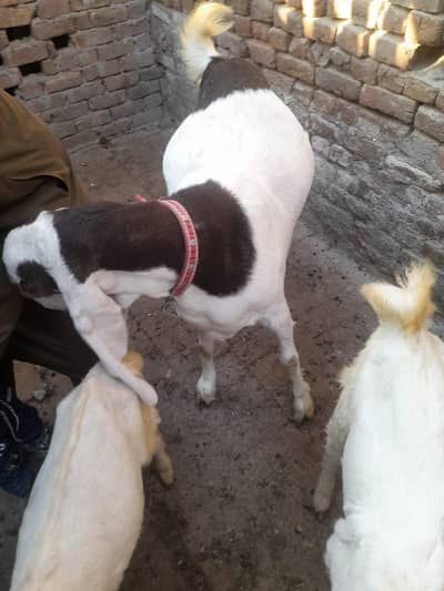 Gulabi ablak Heavy weight Goat