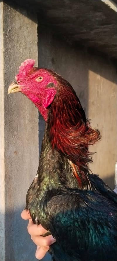 pkoye panuis + black bull