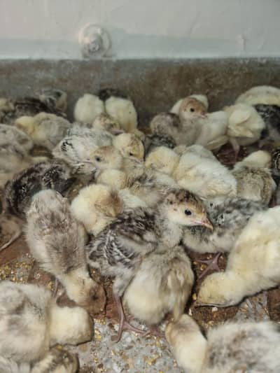turkey chicks available